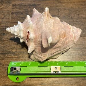 Bahamian queen conch shell